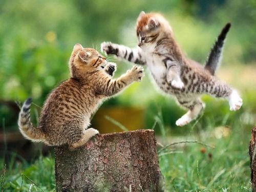 fighting-kittens.jpg