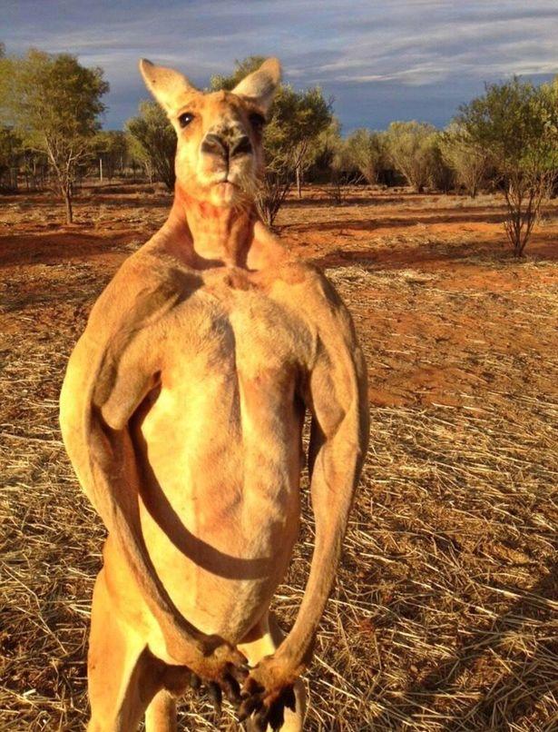 Roger-the-Kangaroo.jpg