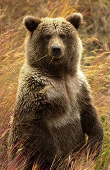 Standing-Bear-460_2YOfemale_092903_1-225-px.jpg