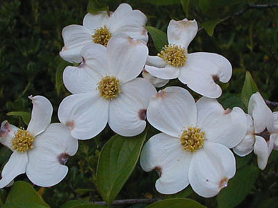 Virginia_State_Flower_American_Dogwood_3.jpg