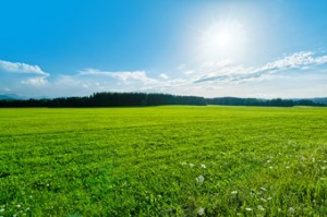 green-field_340x-300x199.jpg