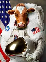 space-cow.jpg