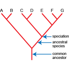 speciation.png